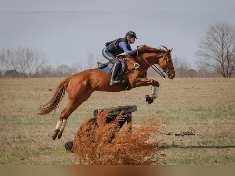 Englisches Vollblut Wallach 14 Jahre 163 cm Fuchs in Terrell, Texas