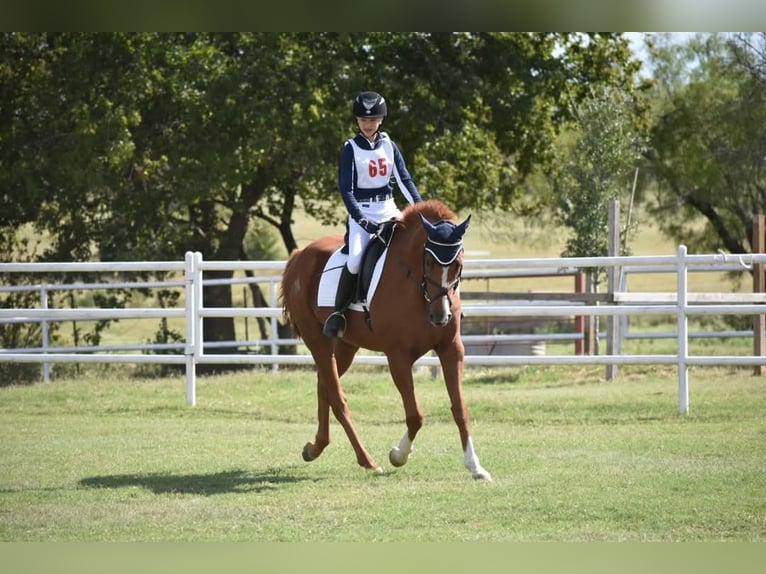 Englisches Vollblut Wallach 14 Jahre 163 cm Fuchs in Terrell, Texas