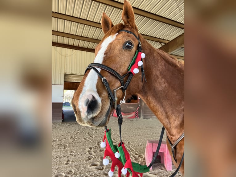 Englisches Vollblut Wallach 14 Jahre 163 cm Fuchs in terrell Texas