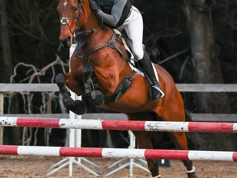 Englisches Vollblut Wallach 14 Jahre 163 cm Hellbrauner in Reading