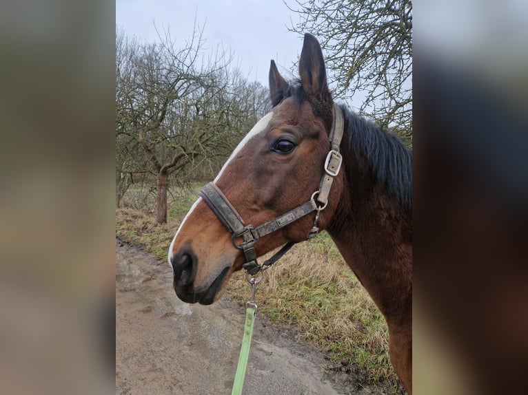 Englisches Vollblut Wallach 14 Jahre 164 cm Brauner in Hannover