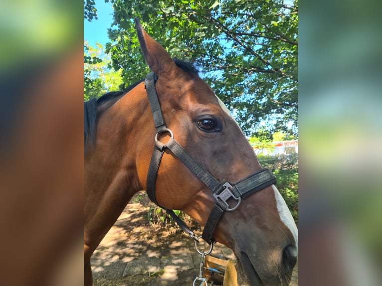 Englisches Vollblut Wallach 14 Jahre 164 cm Brauner in Hannover