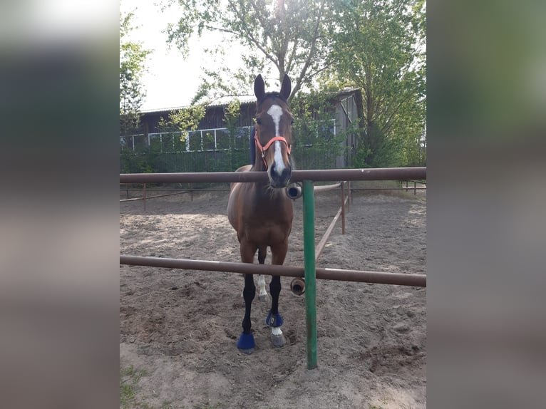 Englisches Vollblut Wallach 14 Jahre 165 cm Brauner in Hannover