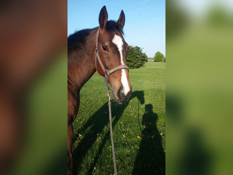 Englisches Vollblut Wallach 14 Jahre 165 cm Brauner in Hannover