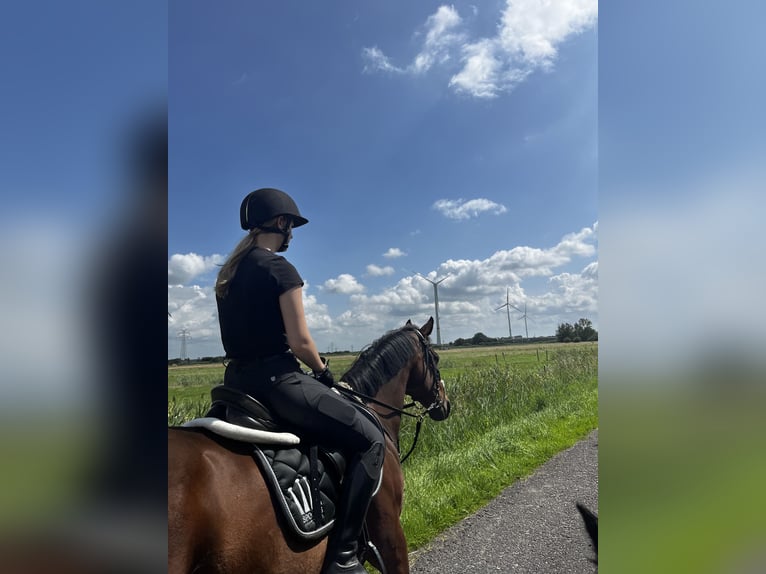 Englisches Vollblut Wallach 14 Jahre 165 cm Dunkelbrauner in Geestland