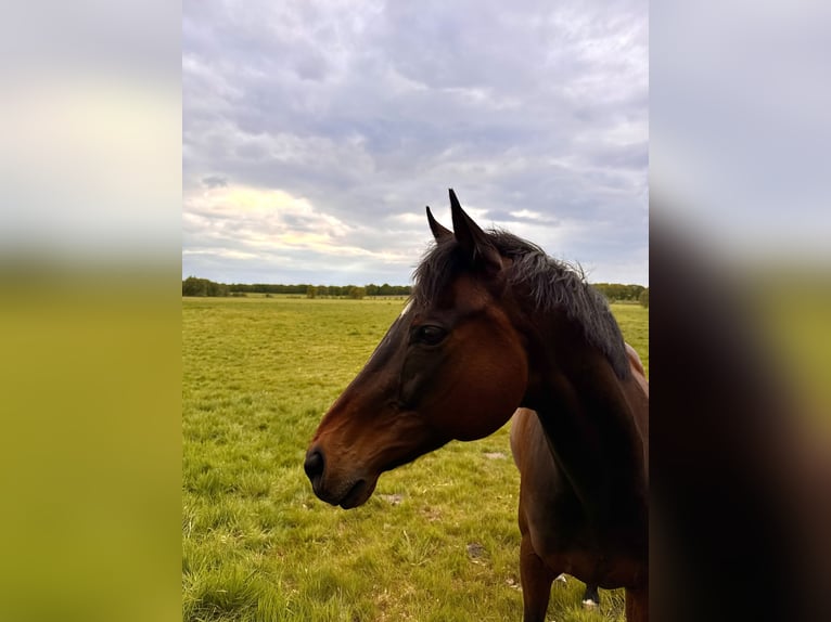 Englisches Vollblut Wallach 14 Jahre 165 cm Dunkelbrauner in Geestland