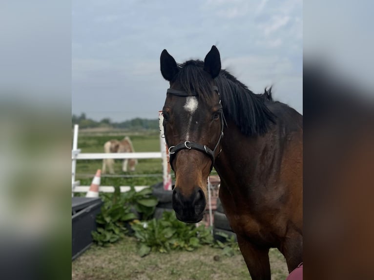 Englisches Vollblut Wallach 14 Jahre 165 cm Dunkelbrauner in Geestland
