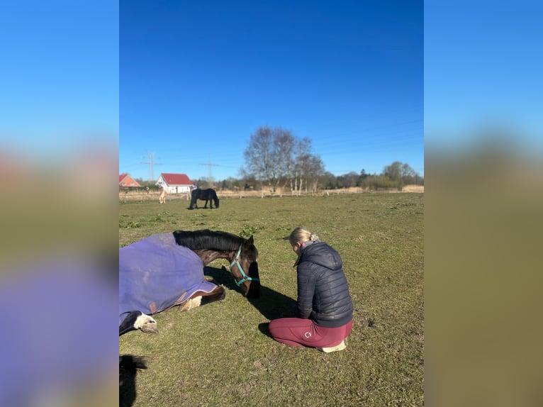 Englisches Vollblut Wallach 14 Jahre 165 cm Dunkelbrauner in Geestland