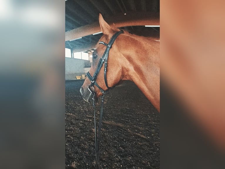 Englisches Vollblut Wallach 14 Jahre 165 cm  in Hünfelden