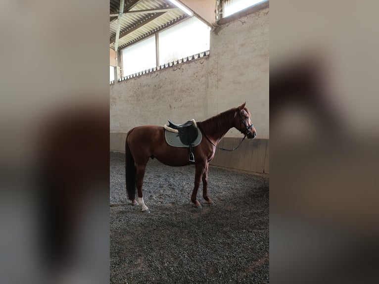 Englisches Vollblut Wallach 14 Jahre 165 cm  in Hünfelden