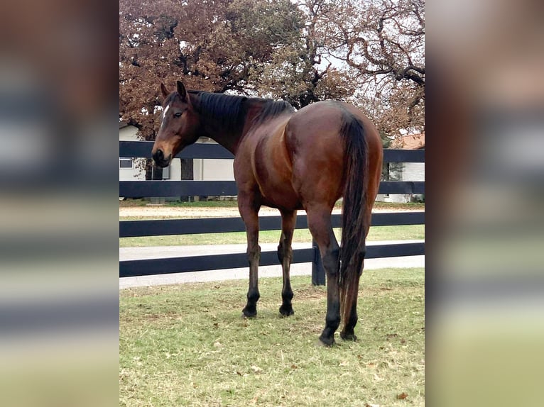 Englisches Vollblut Wallach 14 Jahre 165 cm Rotbrauner in Weatherford TX