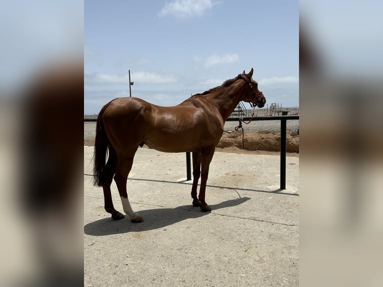 Englisches Vollblut Wallach 14 Jahre 167 cm Fuchs in Las Palmas De Gran Canaria