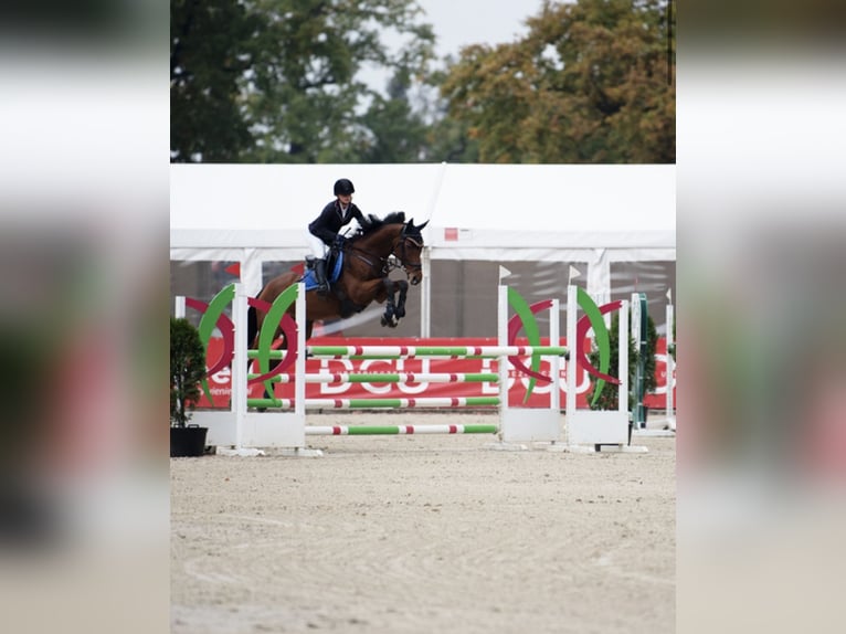 Englisches Vollblut Wallach 14 Jahre 167 cm Rotbrauner in &#x17B;elaz&#xF3;w