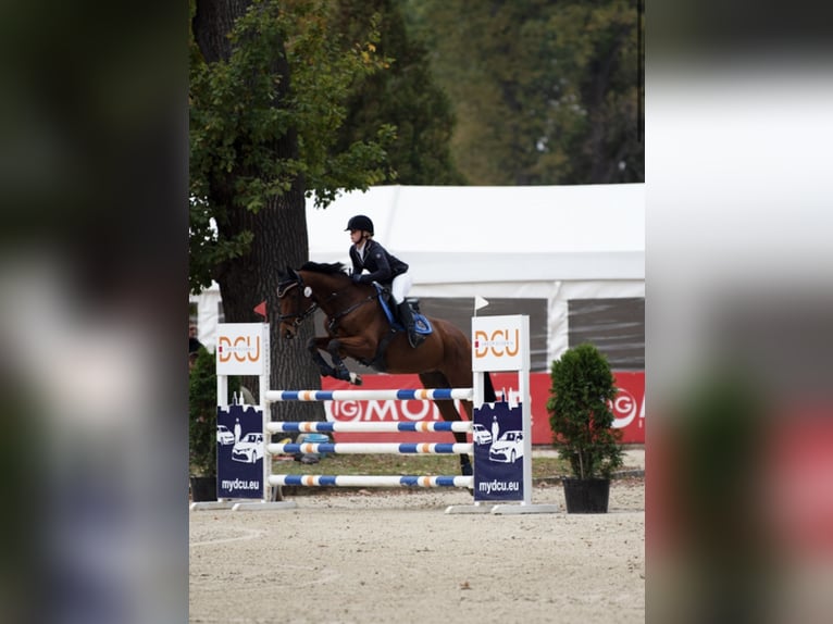 Englisches Vollblut Wallach 14 Jahre 167 cm Rotbrauner in &#x17B;elaz&#xF3;w