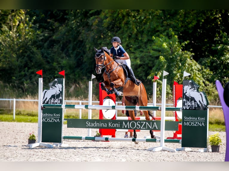 Englisches Vollblut Wallach 14 Jahre 167 cm Rotbrauner in &#x17B;elaz&#xF3;w