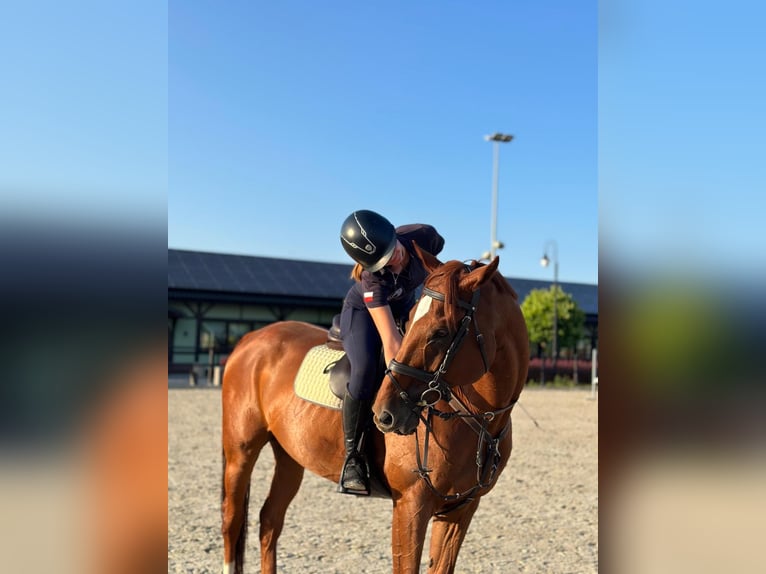 Englisches Vollblut Wallach 14 Jahre 169 cm Fuchs in Ptakowice