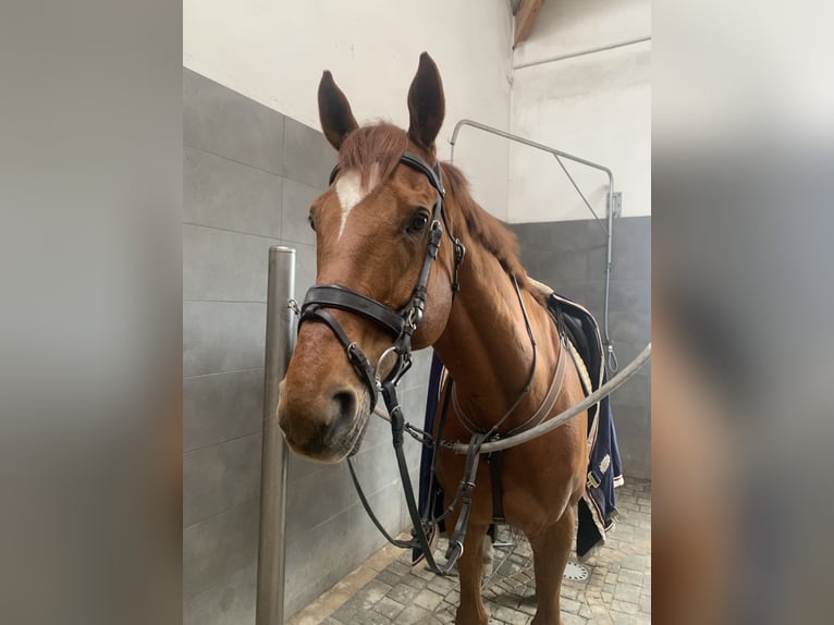 Englisches Vollblut Wallach 14 Jahre 169 cm Fuchs in Ptakowice
