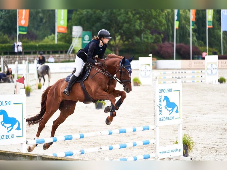 Englisches Vollblut Wallach 14 Jahre 169 cm Fuchs in Ptakowice