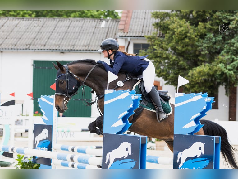 Englisches Vollblut Wallach 14 Jahre 170 cm Dunkelbrauner in Poznan