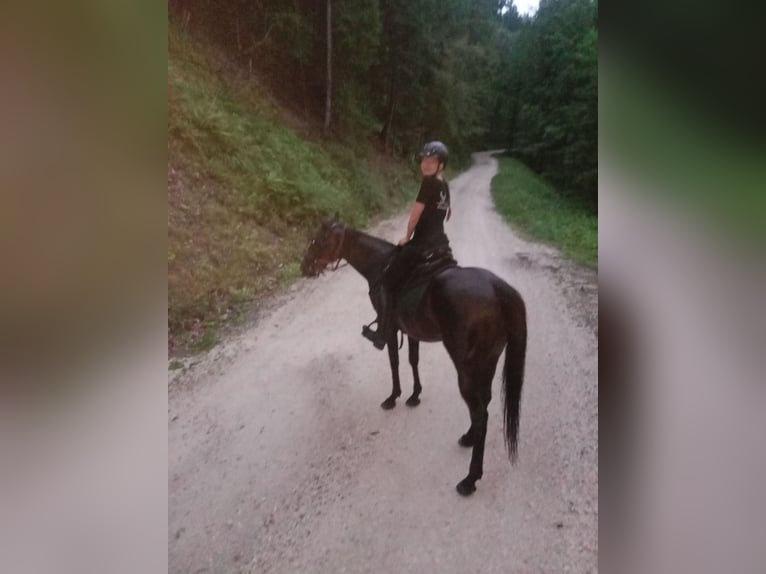 Englisches Vollblut Wallach 15 Jahre 155 cm Dunkelbrauner in St.Michael Bleiburg