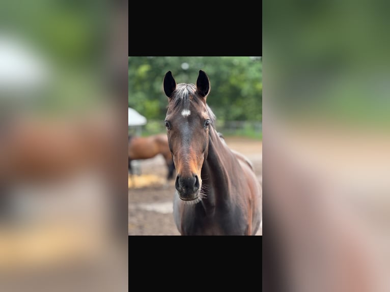 Englisches Vollblut Wallach 15 Jahre 163 cm Brauner in Bielefeld
