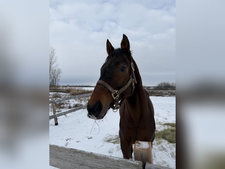 Englisches Vollblut Wallach 15 Jahre 163 cm Dunkelbrauner in Boucherville