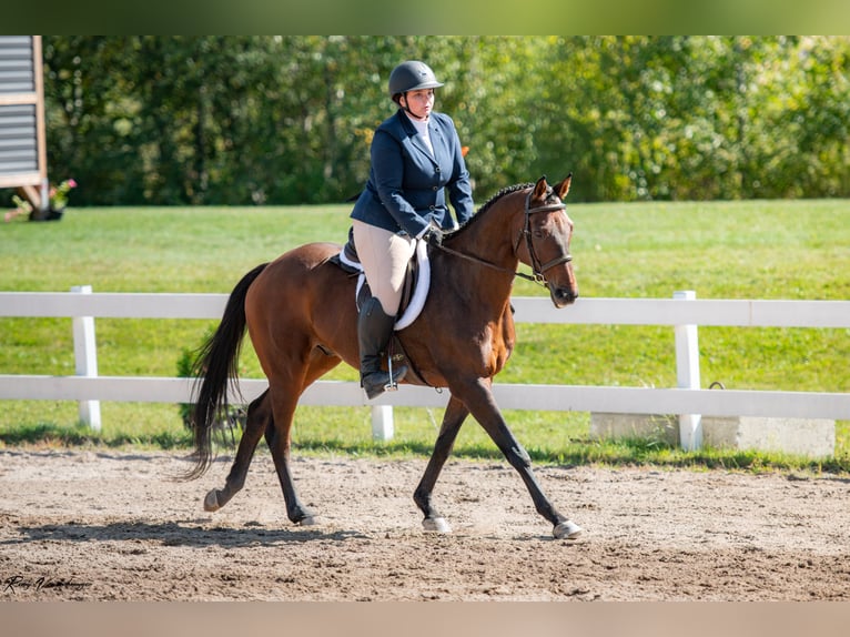 Englisches Vollblut Wallach 15 Jahre 163 cm Dunkelbrauner in Boucherville