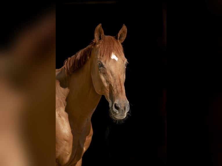 Englisches Vollblut Wallach 15 Jahre 163 cm Fuchs in Eggersdorf bei Graz