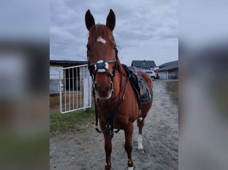 Englisches Vollblut Wallach 15 Jahre 163 cm Fuchs in Eggersdorf bei Graz