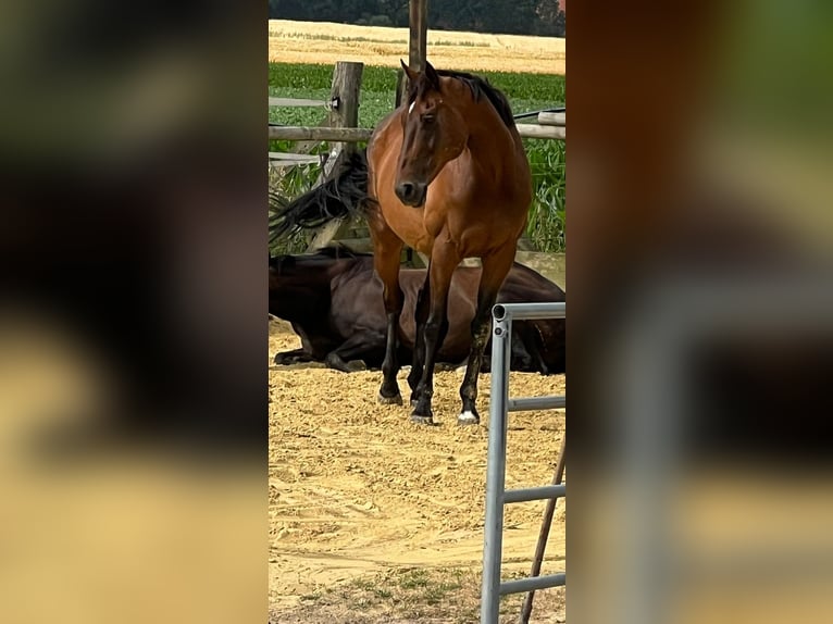 Englisches Vollblut Wallach 15 Jahre 164 cm Brauner in SonsbecK