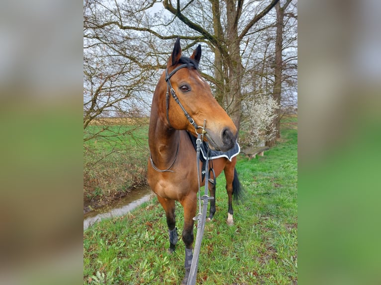 Englisches Vollblut Wallach 15 Jahre 165 cm Brauner in Marthalen