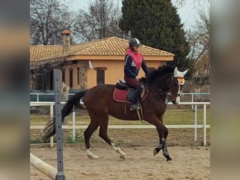 Englisches Vollblut Wallach 15 Jahre 167 cm Brauner in Aranjuez