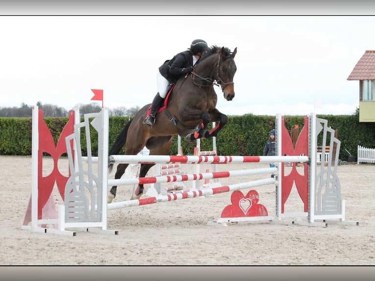 Englisches Vollblut Wallach 15 Jahre 168 cm Brauner in Dijon