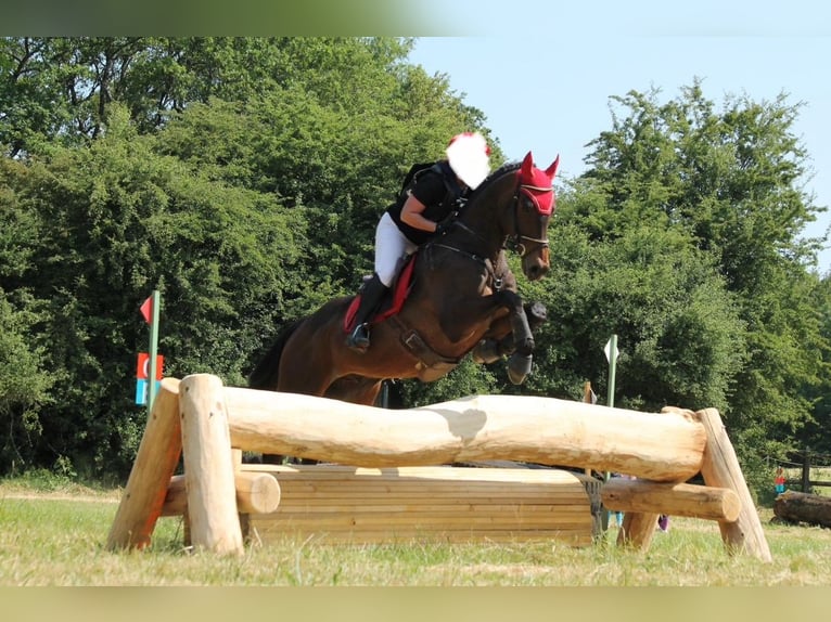 Englisches Vollblut Wallach 15 Jahre 168 cm Brauner in Dijon