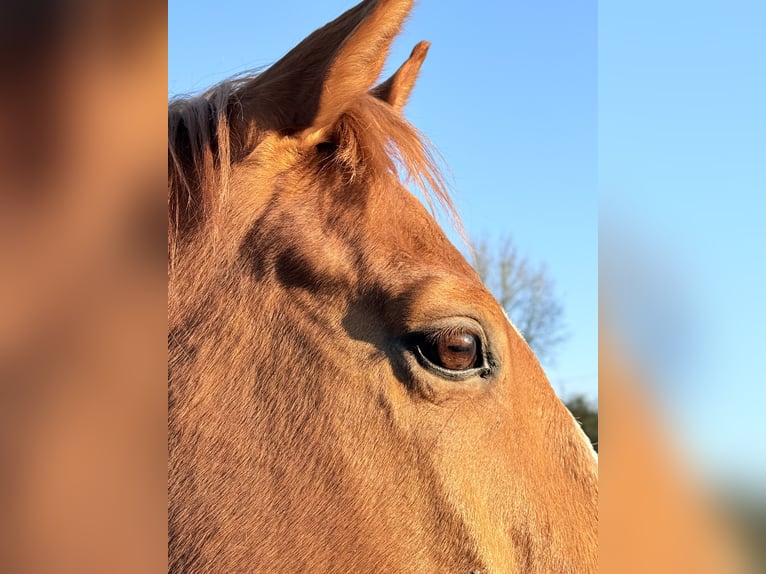 Englisches Vollblut Wallach 15 Jahre Fuchs in Düsseldorf