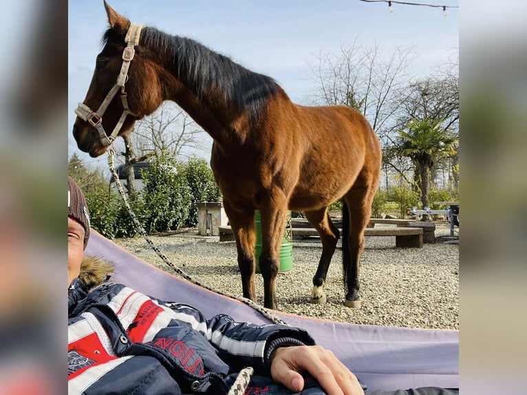 Englisches Vollblut Wallach 16 Jahre 156 cm Brauner in Kork