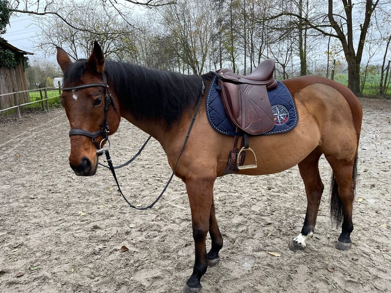 Englisches Vollblut Wallach 16 Jahre 156 cm Brauner in Kork