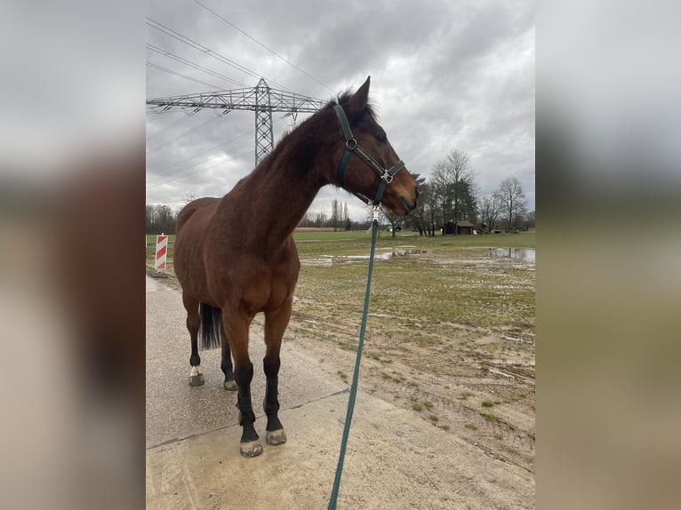Englisches Vollblut Wallach 16 Jahre 156 cm Brauner in Kork