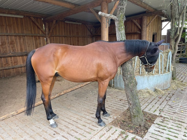 Englisches Vollblut Wallach 16 Jahre 156 cm Brauner in Kork
