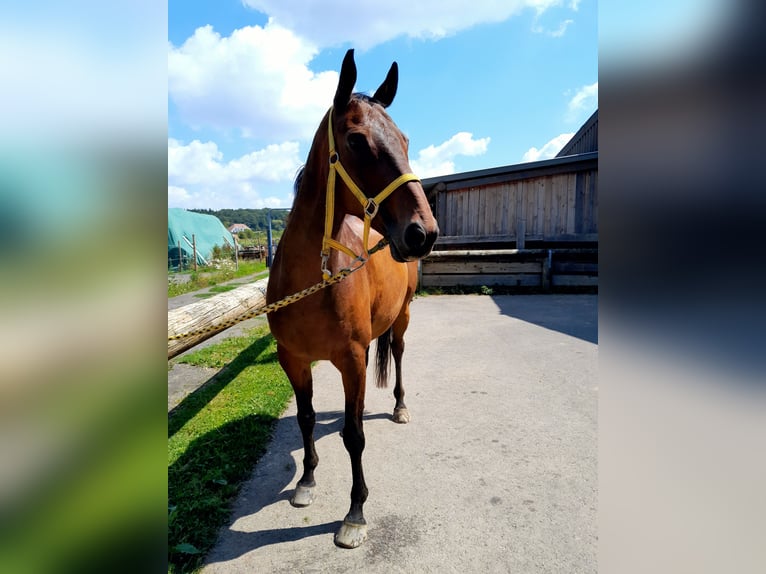 Englisches Vollblut Mix Wallach 16 Jahre 165 cm Brauner in Wachtberg
