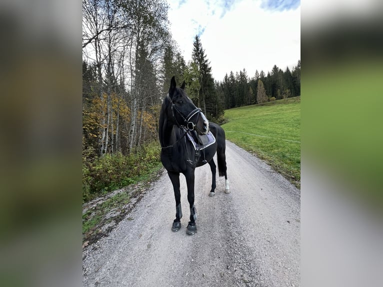 Englisches Vollblut Wallach 16 Jahre 165 cm Rappe in HöggenRadstadt