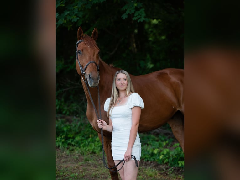 Englisches Vollblut Wallach 16 Jahre 170 cm Dunkelfuchs in Gap