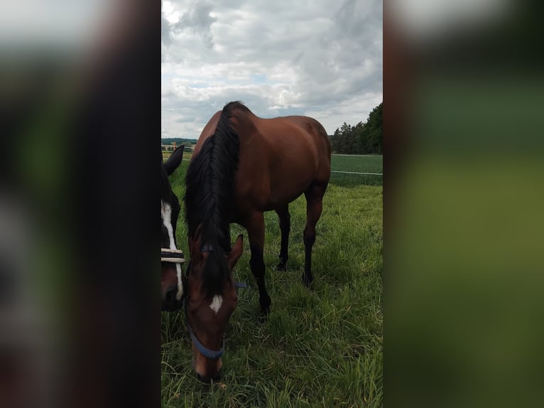 Englisches Vollblut Wallach 17 Jahre 162 cm Brauner in Neufahrn in Niederbayern