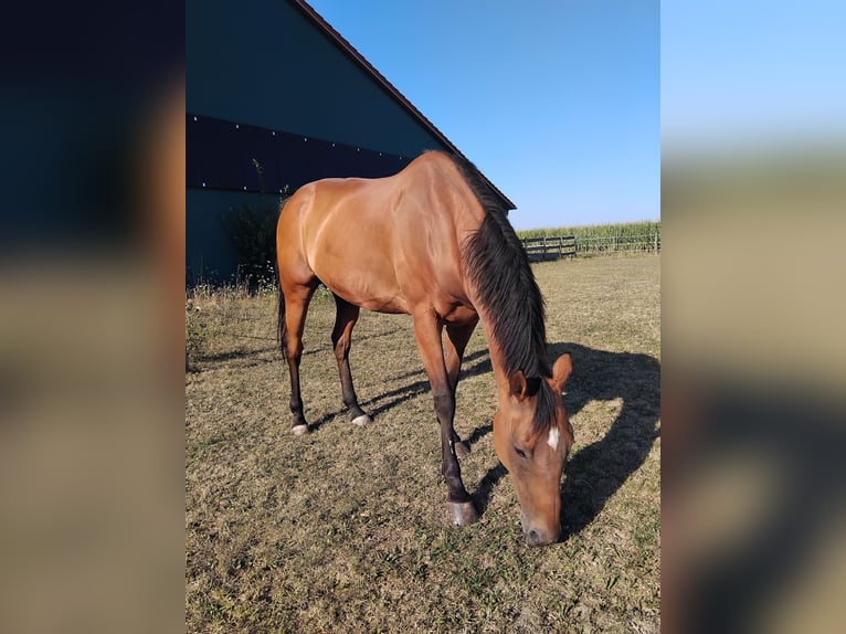 Englisches Vollblut Wallach 17 Jahre 162 cm Brauner in Neufahrn in Niederbayern