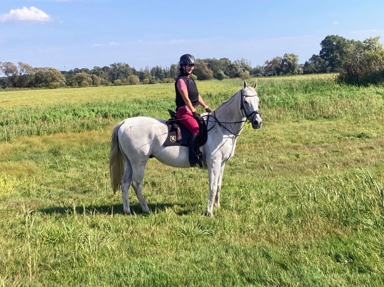 Englisches Vollblut Wallach 17 Jahre 165 cm Schimmel in Jühnsdorf