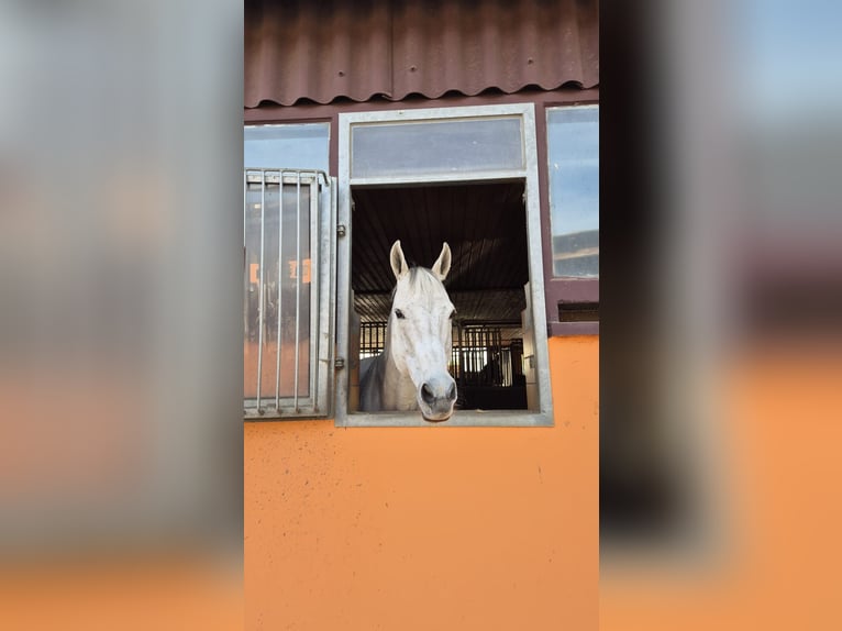 Englisches Vollblut Wallach 17 Jahre 165 cm Schimmel in Jühnsdorf