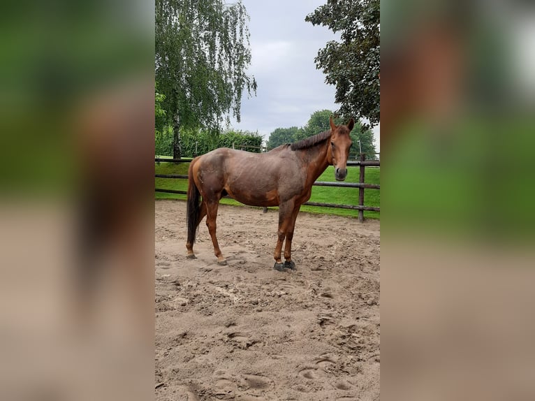 Englisches Vollblut Wallach 17 Jahre 168 cm Dunkelfuchs in Schloß Holte-Stukenbrock