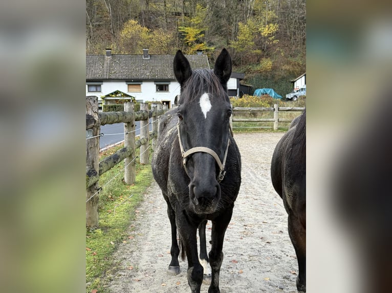 Englisches Vollblut Wallach 18 Jahre 157 cm Schwarzbrauner in Friesenhagen