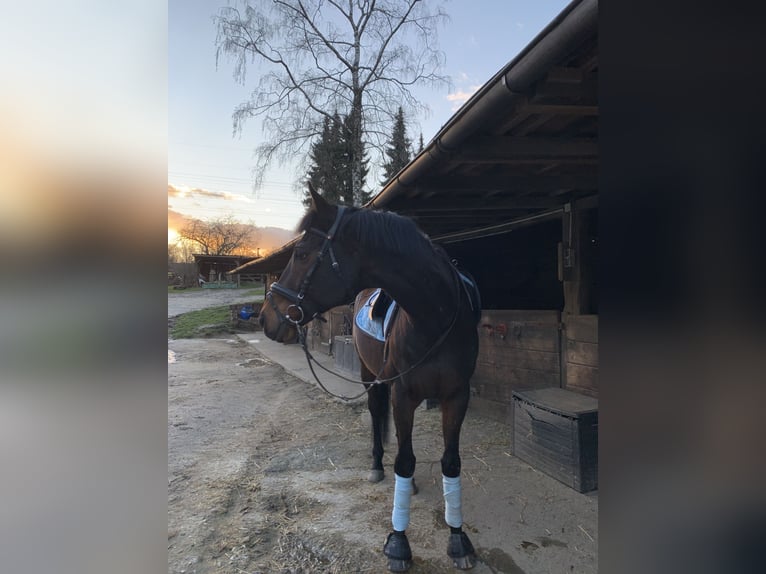 Englisches Vollblut Wallach 18 Jahre 159 cm Brauner in Düsseldorf