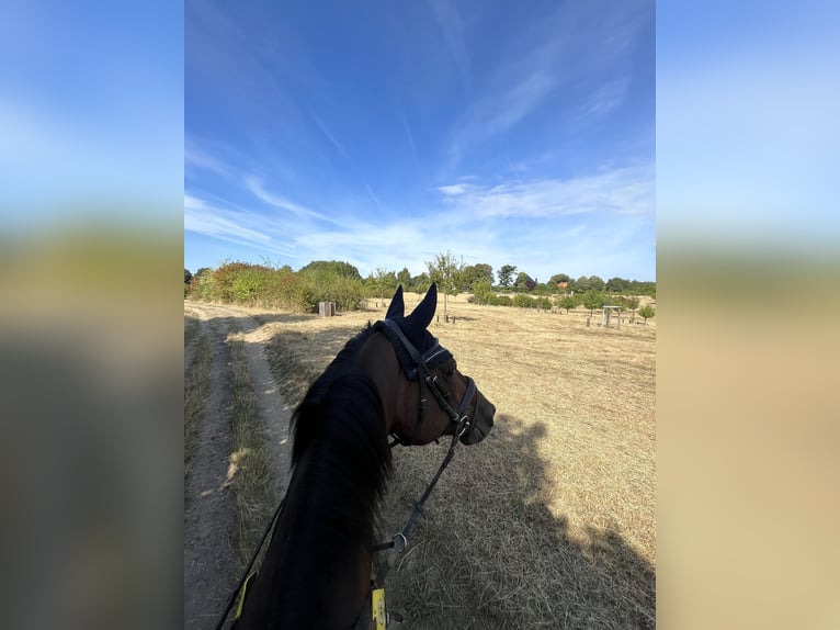 Englisches Vollblut Wallach 18 Jahre 159 cm Brauner in Düsseldorf